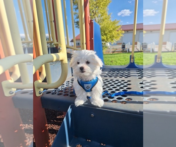 Medium Photo #1 Maltese Puppy For Sale in BEAR RIVER, WY, USA