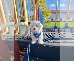 Maltese Puppy for Sale in BEAR RIVER, Wyoming USA