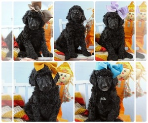 Poodle (Standard) Puppy for sale in RUSTON, LA, USA