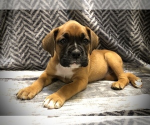 Boxer Puppy for Sale in MILTON, Florida USA