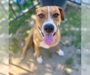 Boxer-Unknown Mix Dogs for adoption in Riverside, CA, USA