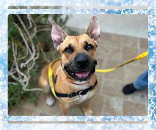 Medium Photo #8 Mutt Puppy For Sale in Ojai, CA, USA