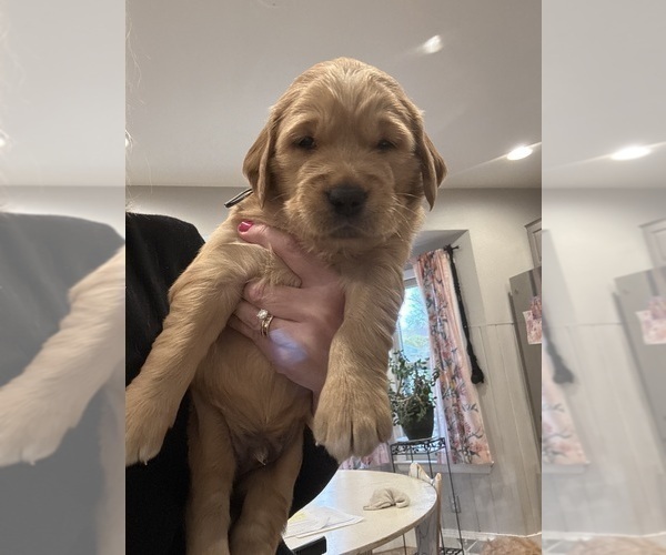 Medium Photo #1 Golden Retriever Puppy For Sale in GRAND RAPIDS, MI, USA
