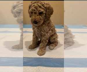Poodle (Standard) Puppy for sale in GARDEN GROVE, CA, USA
