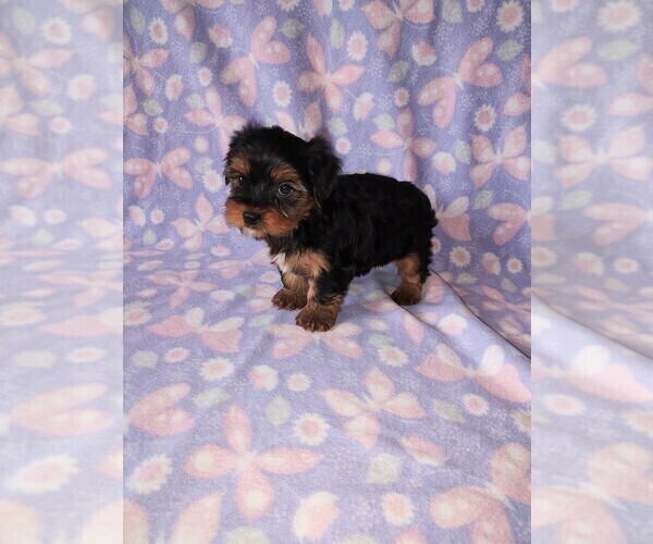 Medium Photo #1 Yorkshire Terrier Puppy For Sale in LAPEER, MI, USA