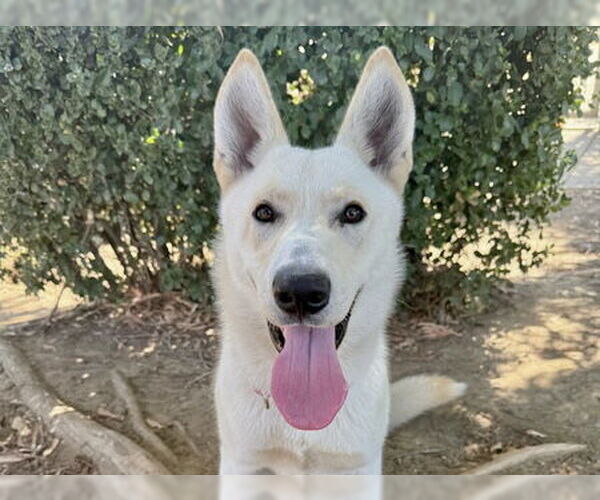 Medium Photo #3 Siberian Husky-Unknown Mix Puppy For Sale in Martinez, CA, USA