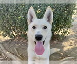 Small #2 Siberian Husky Mix