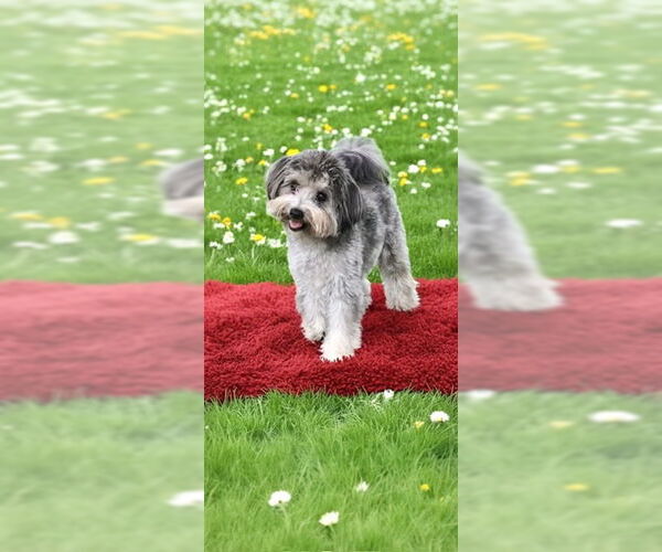 Medium Photo #9 Maltese Puppy For Sale in Weston, FL, USA