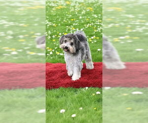 Nick & Nolte - Male Maltese Dog for Adoption - Photo #9