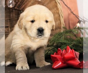 Golden Retriever Puppy for sale in JONES, MI, USA