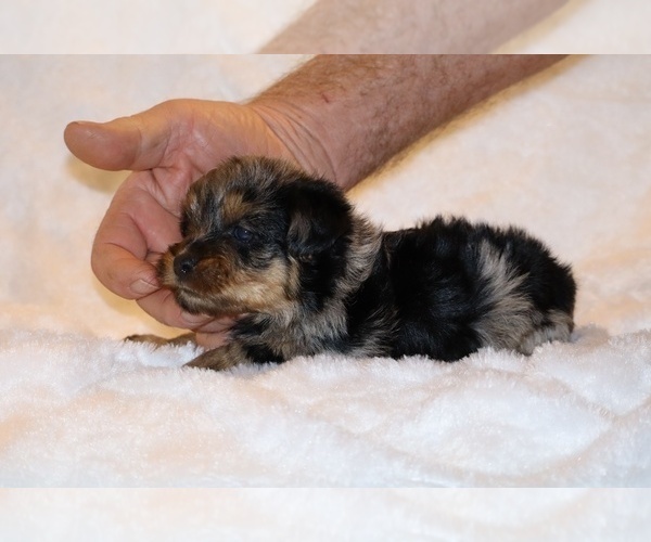 Medium Photo #11 Poodle (Toy)-YorkiePoo Mix Puppy For Sale in DYERSBURG, TN, USA