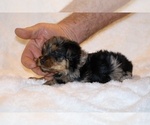 Small Photo #11 Poodle (Toy)-YorkiePoo Mix Puppy For Sale in DYERSBURG, TN, USA