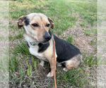 Small Photo #4 Dachshund-Unknown Mix Puppy For Sale in Washington, DC, USA