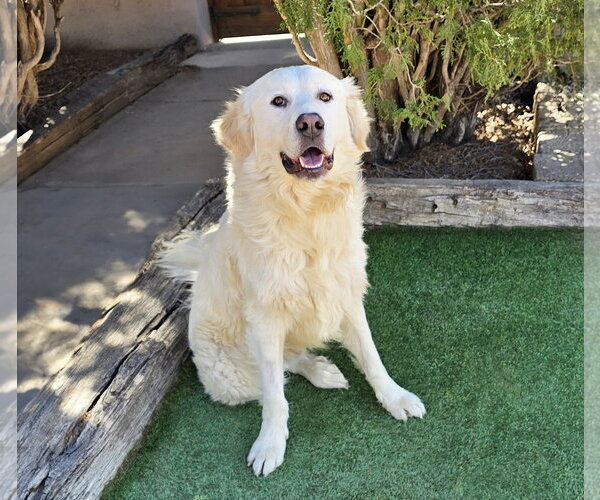 Medium Photo #2 Great Pyrenees Puppy For Sale in Albuquerque, NM, USA