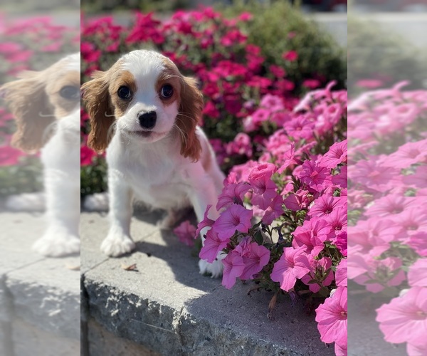 Medium Photo #3 Cavalier King Charles Spaniel Puppy For Sale in CANOGA, NY, USA