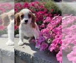 Small Photo #3 Cavalier King Charles Spaniel Puppy For Sale in CANOGA, NY, USA