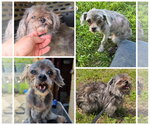 Small #1 ShihPoo
