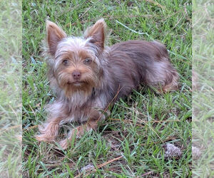 Yorkshire Terrier Puppy for sale in DELTONA, FL, USA