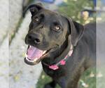 Caitlin - Female Labrador Retriever-Unknown Mix Dog for Adoption - Small photo