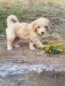 Small Photo #5 Goldendoodle (Miniature) Puppy For Sale in LENOIR, NC, USA