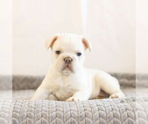 French Bulldog Puppy for sale in MYERSTOWN, PA, USA