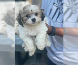 Zuchon Puppy for sale in HAMPTON, GA, USA