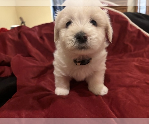 Medium Photo #1 Coton de Tulear Puppy For Sale in BIG RAPIDS, MI, USA