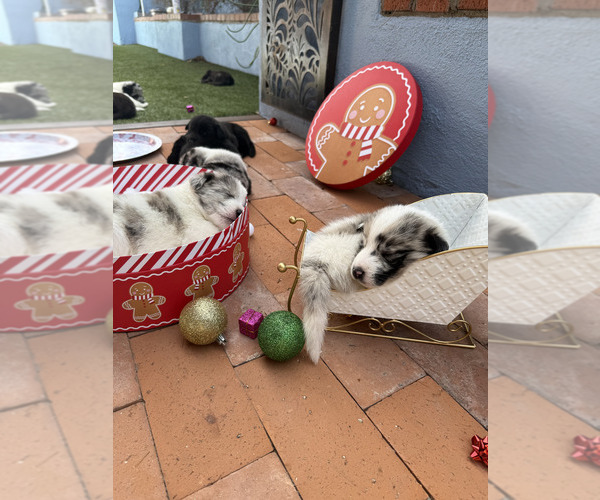 Medium Photo #2 Akita-Bernedoodle Mix Puppy For Sale in TUCSON, AZ, USA