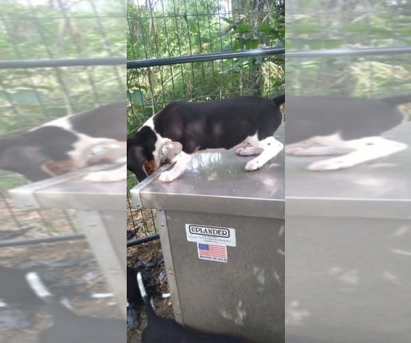Medium Photo #13 Beagle Puppy For Sale in LAFAYETTE, IN, USA