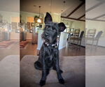 Small #2 Mutt