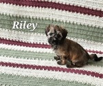 Puppy Riley Havanese