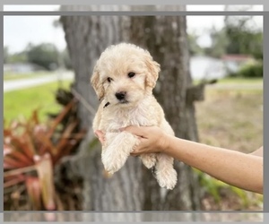 Goldendoodle Puppy for sale in BRADENTON, FL, USA