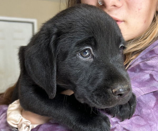 Medium Photo #3 Labrador Retriever Puppy For Sale in MARYVILLE, TN, USA