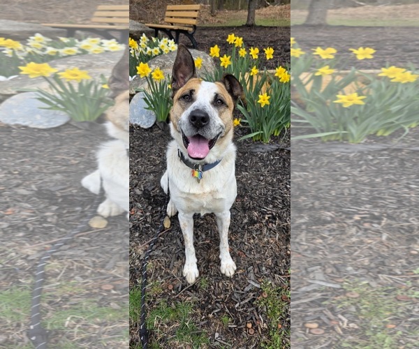 Medium Photo #1 Mutt Puppy For Sale in Rockaway, NJ, USA