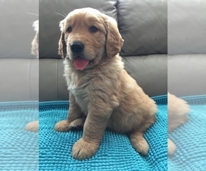 Medium Golden Retriever