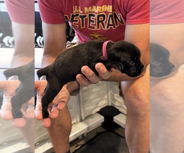 Medium Photo #78 Cane Corso Puppy For Sale in REEVESVILLE, SC, USA