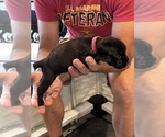 Small Photo #78 Cane Corso Puppy For Sale in REEVESVILLE, SC, USA