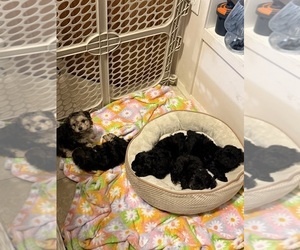 Morkie-Poodle (Toy) Mix Puppy for sale in MONTEGUT, LA, USA