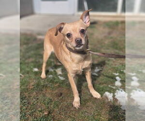 Chihuahua-Unknown Mix Dogs for adoption in Ogden, UT, USA