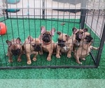 Puppy Fiona French Bulldog