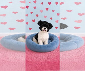 Shih Tzu Dogs for adoption in Weston, FL, USA
