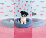 Candy - Female Shih Tzu Dog for Adoption - Small photo