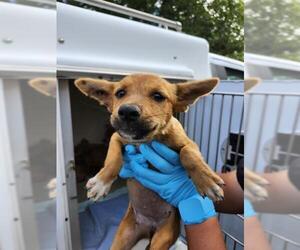 Labrador Retriever-Unknown Mix Dogs for adoption in San Antonio, TX, USA
