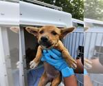 Small Labrador Retriever Mix