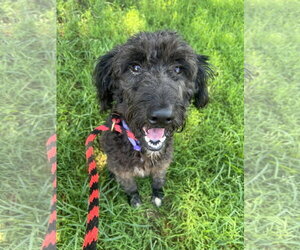 Labradoodle Dogs for adoption in Pacolet, SC, USA