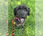 Small Labradoodle