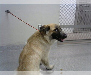Mutt Dogs for adoption in Pasadena, TX, USA