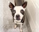 Small #1 American Pit Bull Terrier Mix