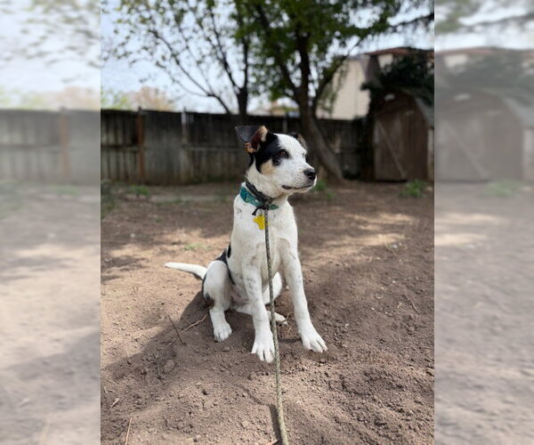 Medium Photo #4 Mutt Puppy For Sale in Sandy, UT, USA