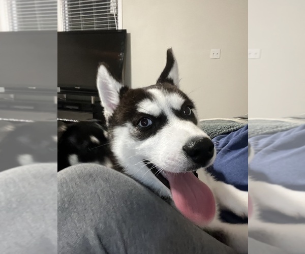 Medium Photo #1 Siberian Husky Puppy For Sale in SAINT CHARLES, MO, USA